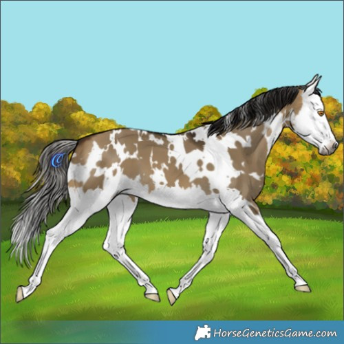 Horse Color:Gray White Spotted Buckskin Dun Splash 
