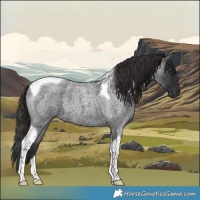 Horse Color:Liver Red Roan Tobiano 