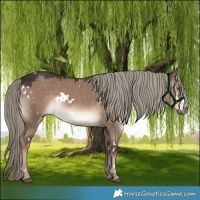 Horse Color:White Spotted Liver Red Dun Mushroom