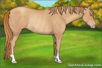 Horse Color:Unknown 
