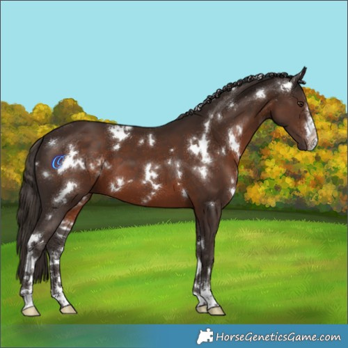 Horse Color:White Spotted Liver Chestnut
