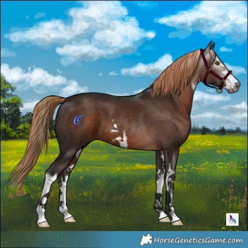Horse Color:Gray White Spotted Liver Chestnut 
