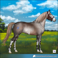 Horse Color:Gray White Spotted Liver Chestnut 