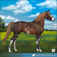 Horse Color:Gray White Spotted Liver Chestnut 