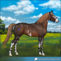 Horse Color:Gray White Spotted Liver Chestnut 