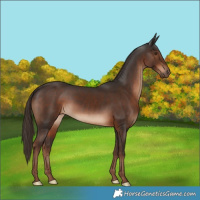 Horse Color:Liver Chestnut Rabicano 