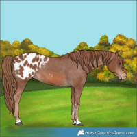 Horse Color:Chestnut Appaloosa 