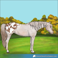Horse Color:Chestnut Blanket