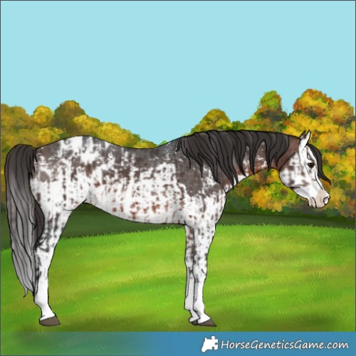 Horse Color:Brown Sabino Splash Appaloosa  and Brown Sabino Splash Appaloosa 