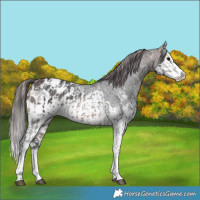 Horse Color:Brown Sabino Splash Blanket  and Brown Sabino Splash Blanket 