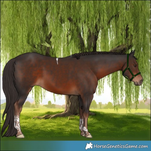 Horse Color:Liver Chestnut Tobiano