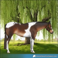 Horse Color:Gray Liver Chestnut Tobiano
