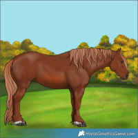 Horse Color:Chestnut 