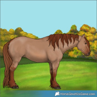Horse Color:Red Dun 