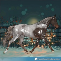 Horse Color:White Spotted Liver Chestnut 