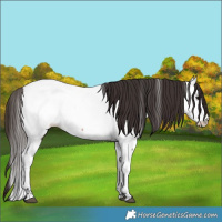 Horse Color:Bay Near Fewspot