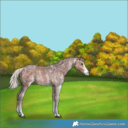 Horse Color:White Spotted Silver Brown Ice Appaloosa