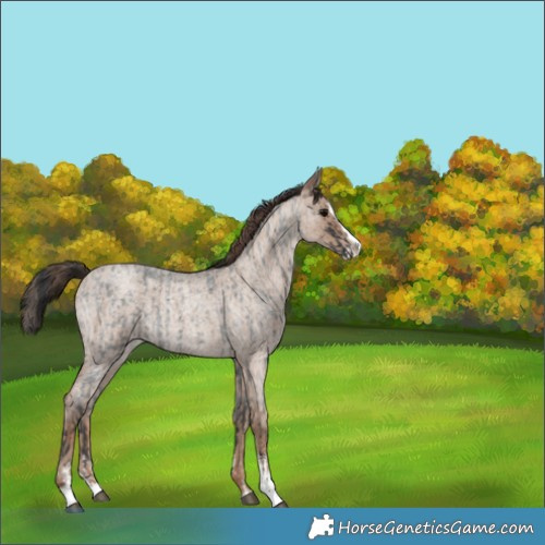 Horse Color:Blue Roan Sabino Splash  and Classic Champagne Roan Sabino Splash 