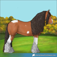 Horse Color:Bay Tobiano Frame 