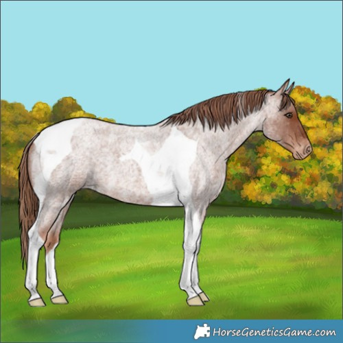 Horse Color:Red Roan Tobiano Varnish 