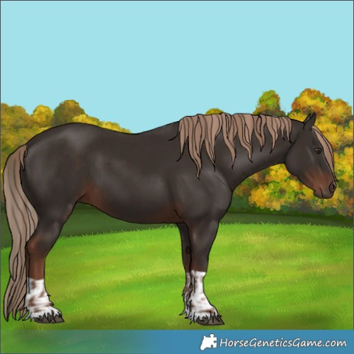 Horse Color:Liver Chestnut  and Liver Chestnut 