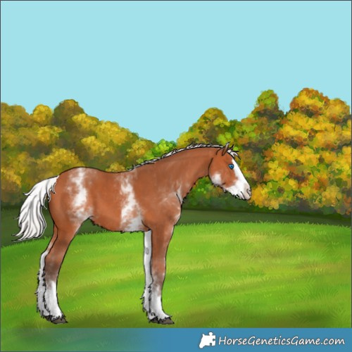Horse Color:White Spotted Silver Bay Splash 