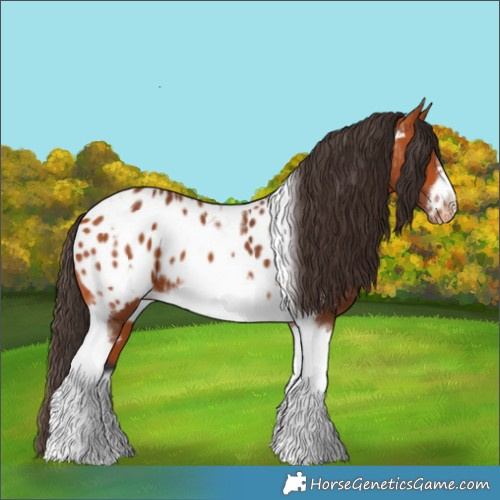 Horse Color:Bay Tobiano Frame Appaloosa 