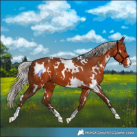 Horse Color:White Spotted Silver Brown