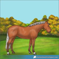 Horse Color:Silver Bay 