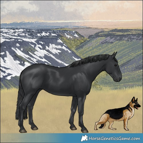 Horse Color:Black 