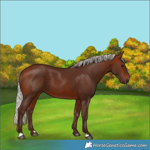 Horse Color:Silver Bay 