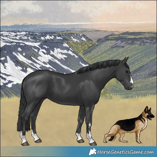 Horse Color:Black 