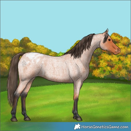 Horse Color:Bay Roan Appaloosa 