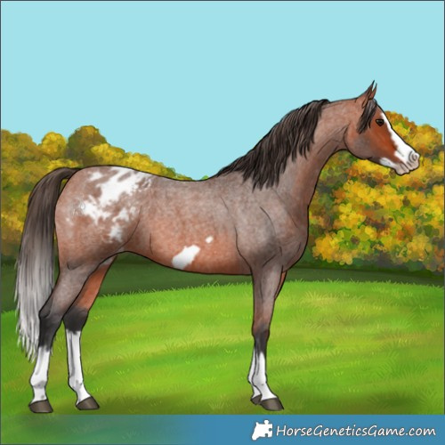 Horse Color:Bay Roan Splash Frame Appaloosa 