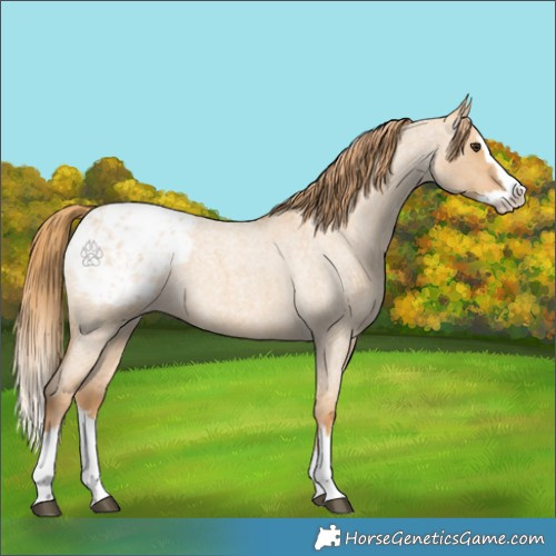 Horse Color:Red Dun Roan Splash Appaloosa 