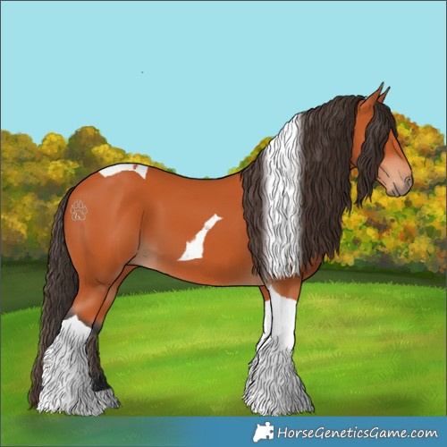 Horse Color:Bay Tobiano 
