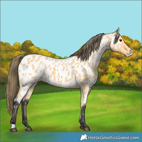 Horse Color:Buckskin Appaloosa