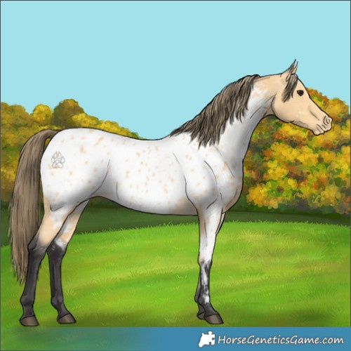 Horse Color:Buckskin Appaloosa 