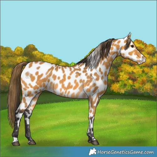 Horse Color:Buckskin Appaloosa 