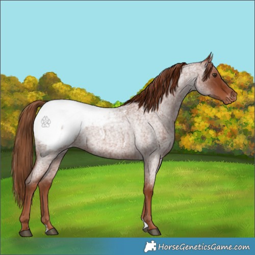 Horse Color:Red Roan Appaloosa 