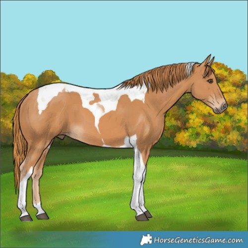 Horse Color:Chestnut Tobiano