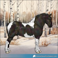 Horse Color:Midnight Brown Dun Tobiano 