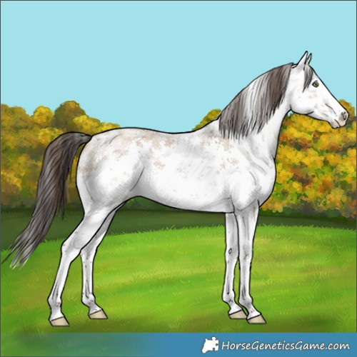 Horse Color:White Spotted Sable Champagne Dun Sabino Splash 