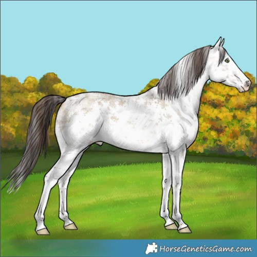 Horse Color:White Spotted Sable Champagne Dun Sabino Splash 
