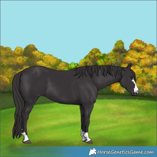 Horse Color:Smoky Black 