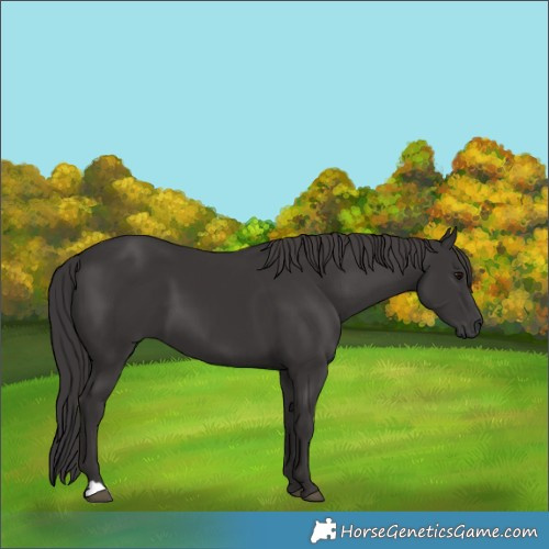 Horse Color:Smoky Black 
