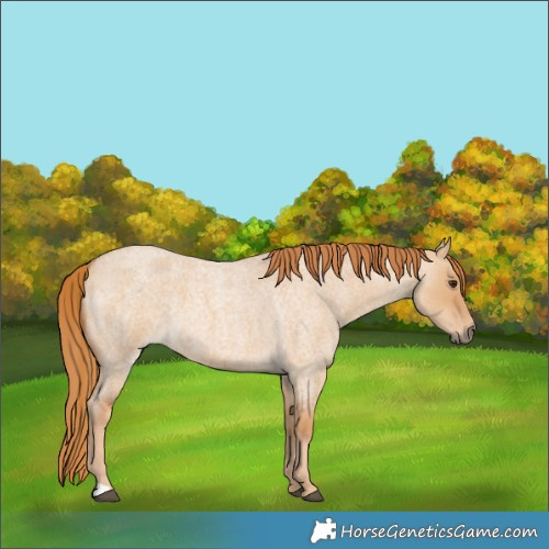 Horse Color:Red Dun Roan 