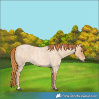 Horse Color:Red Dun Roan