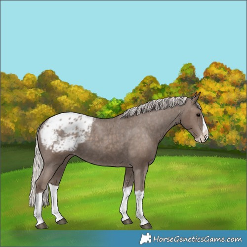 Horse Color:Silver Black Splash Appaloosa 