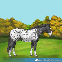 Horse Color:Black Splash Appaloosa